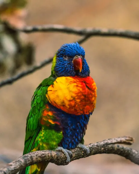 Parrot Phone Wallpaper · pets · 1440×1800