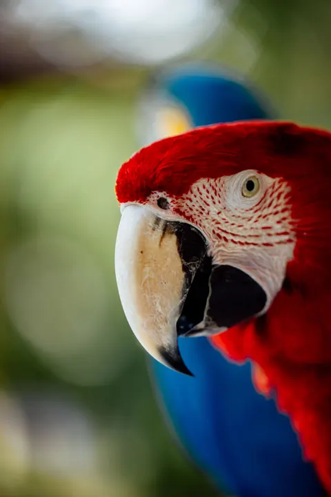 Parrot Phone Wallpaper · pets · 1440×2159