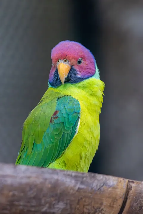 Parrot Phone Wallpaper · pets · 1440×2160