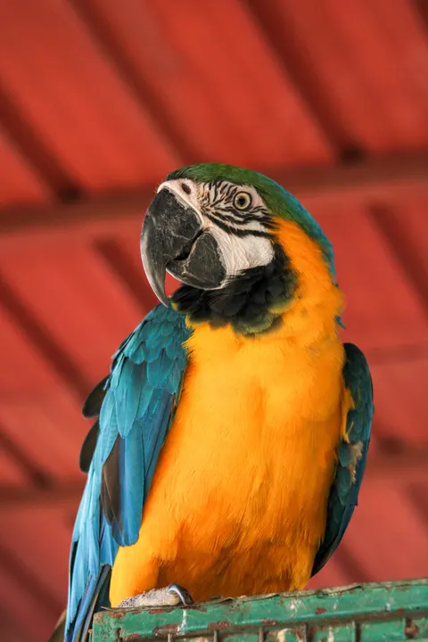 Parrot Phone Wallpaper · pets · 1440×2160