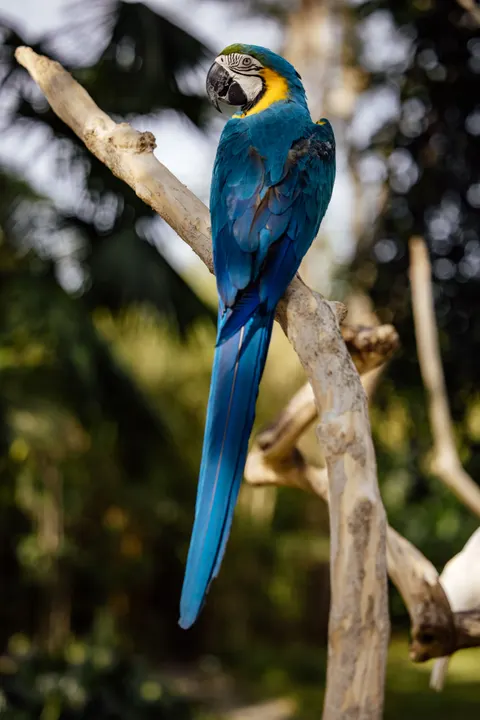 Parrot Phone Wallpaper · pets · 1440×2159