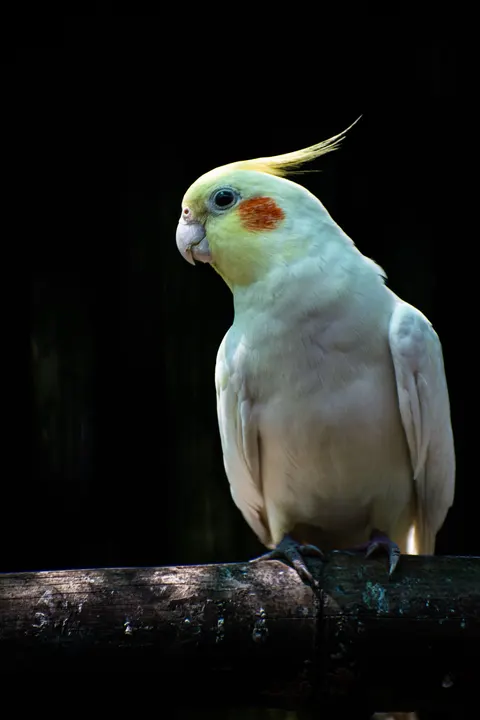 Parrot Phone Wallpaper · pets · 1440×2160