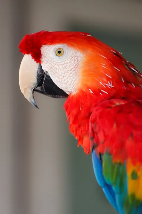 Parrot Phone Wallpaper · pets · 1440×2160