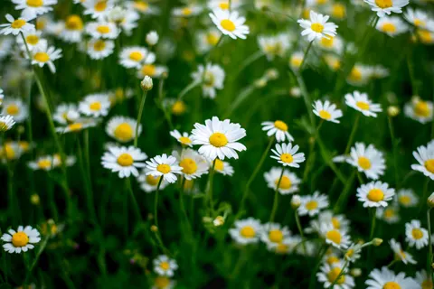 خلفية حقل الأقحوان بدقة 4K · flowers · 3840×2563