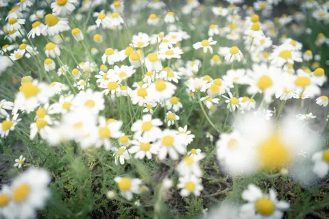 Обои Ромашковое поле 4K · flowers · 3840×2560