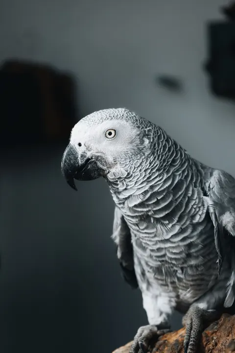 तोता मोबाइल वॉलपेपर · pets · 1440×2160