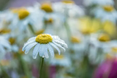 Madeliefjesveld 4K-achtergrond · flowers · 3840×2563