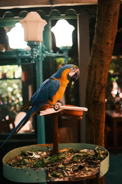 तोता मोबाइल वॉलपेपर · pets · 1440×2160