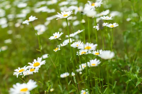 Обои Ромашковое поле 4K · flowers · 3840×2563