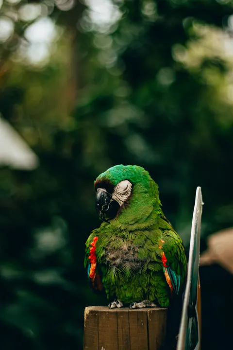 Parrot Phone Wallpaper · pets · 1440×2160