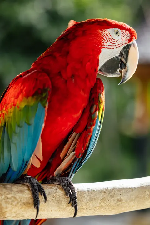 तोता मोबाइल वॉलपेपर · pets · 1440×2159