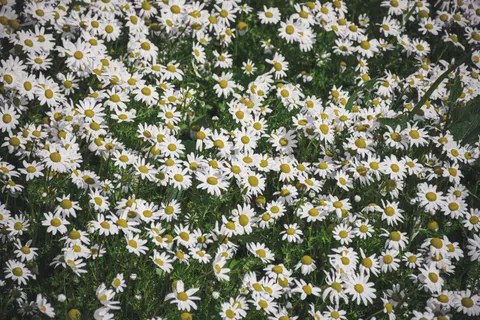 Gänseblümchenfeld 4K Hintergrundbild · flowers · 3840×2560