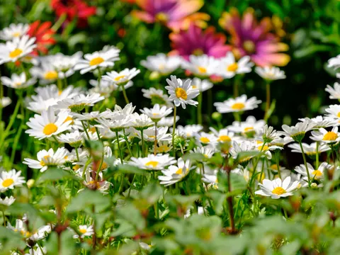 Madeliefjesveld 4K-achtergrond · flowers · 3840×2880