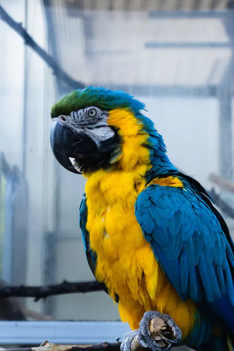 Parrot Phone Wallpaper · pets · 1440×2160