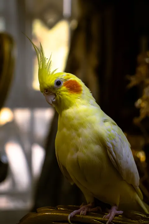 Parrot Phone Wallpaper · pets · 1440×2160