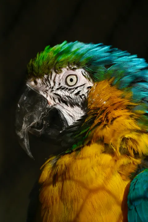 鸚鵡 手機桌布 · pets · 1440×2157