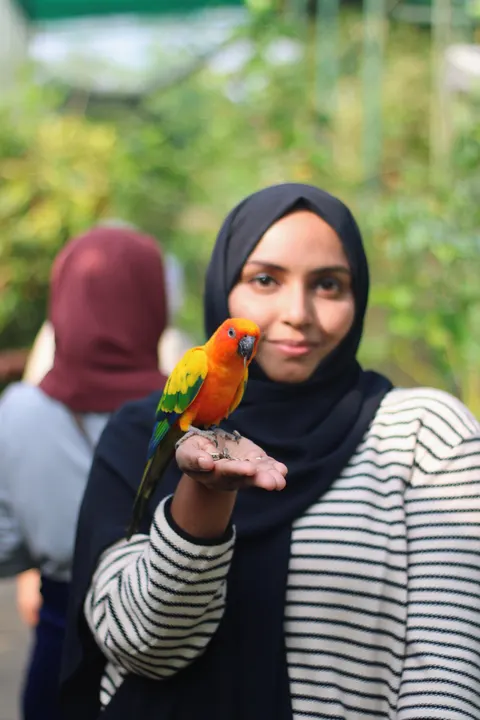 Parrot Phone Wallpaper · pets · 1440×2160