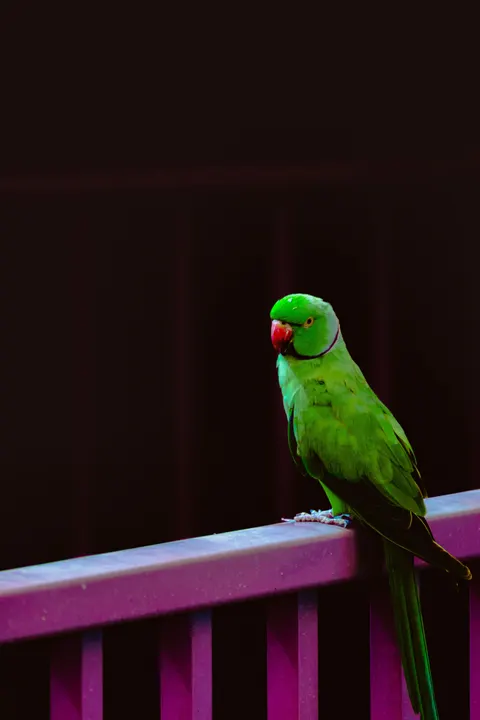 Pappagallo Sfondo per Telefono · pets · 1440×2160