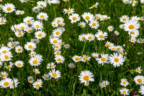 Fond d'écran Champ de marguerites 4K · flowers · 3840×2560
