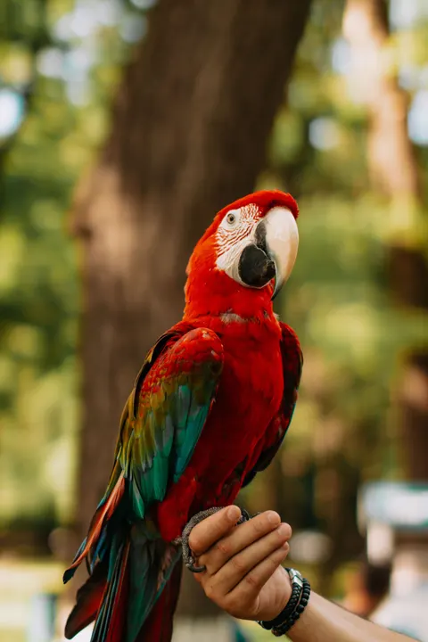 Parrot Phone Wallpaper · pets · 1440×2160