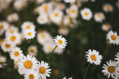Papatya Tarlası 4K Duvar Kağıdı · flowers · 3840×2560