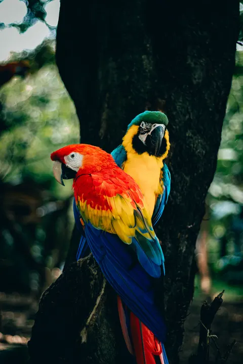 Parrot Phone Wallpaper · pets · 1440×2160