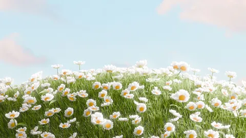 雛菊花田 4K桌布 · flowers · 3840×2160