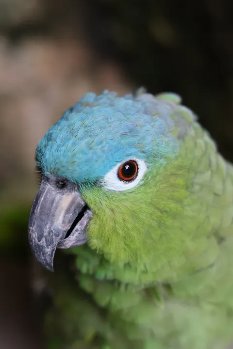 Parrot Phone Wallpaper · pets · 1440×2160