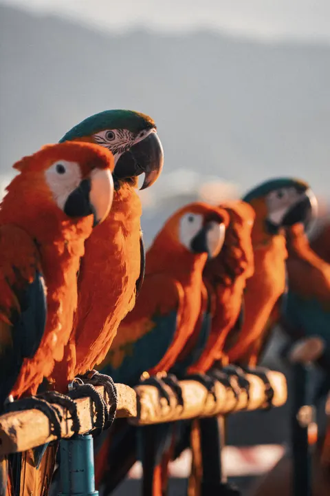 Parrot Phone Wallpaper · pets · 1440×2160