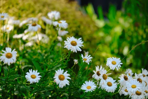 Обои Ромашковое поле 4K · flowers · 3840×2560