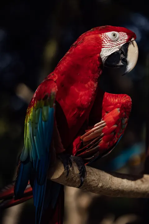 طوطی والپیپر موبایل · pets · 1440×2159