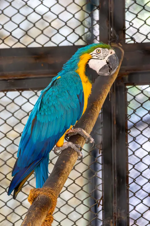 Parrot Phone Wallpaper · pets · 1440×2160