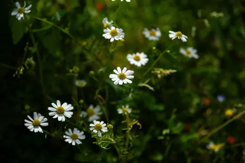 والپیپر دشت گل مروارید با کیفیت 4K · flowers · 3840×2560