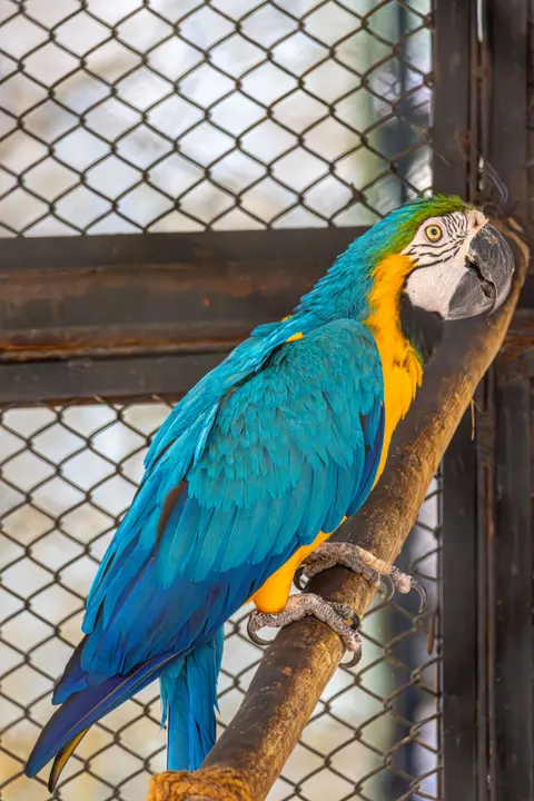 Parrot Phone Wallpaper · pets · 1440×2160