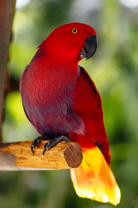 Parrot Phone Wallpaper · pets · 1440×2159