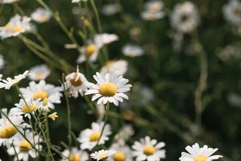 Hình nền Cánh đồng cúc họa mi 4K · flowers · 3840×2563