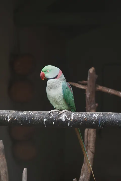 Parrot Phone Wallpaper · pets · 1440×2160