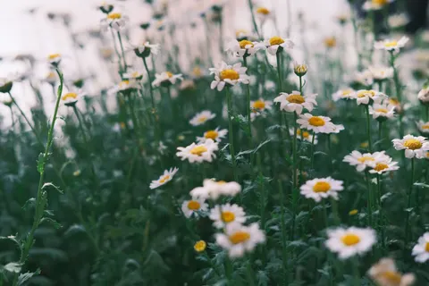 Papel de parede Campo de margaridas 4K · flowers · 3840×2560