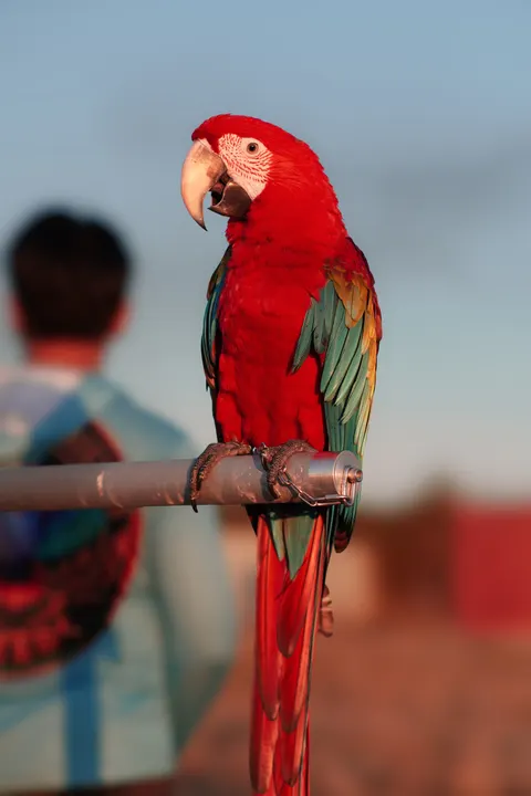 Parrot Phone Wallpaper · pets · 1440×2160