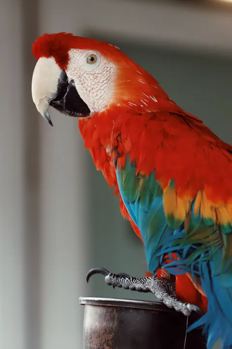 Parrot Phone Wallpaper · pets · 1440×2160