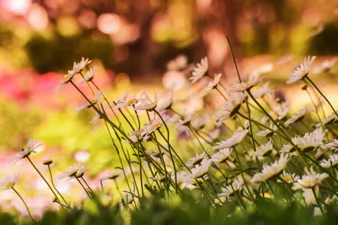 Hình nền Cánh đồng cúc họa mi 4K · flowers · 3840×2560