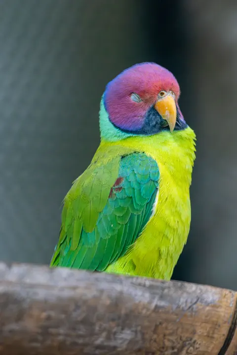 Papuga Tapeta na Telefon · pets · 1440×2160