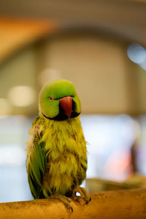 तोता मोबाइल वॉलपेपर · pets · 1440×2160