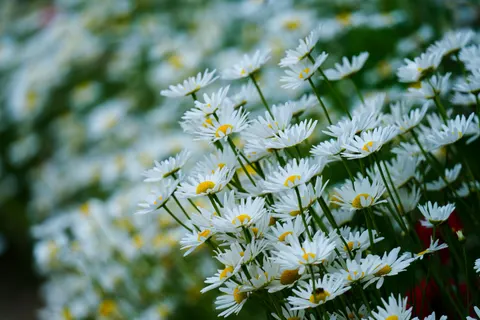 डेज़ी का खेत 4K वॉलपेपर · flowers · 3840×2560