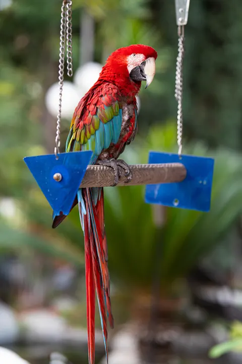 Parrot Phone Wallpaper · pets · 1440×2160