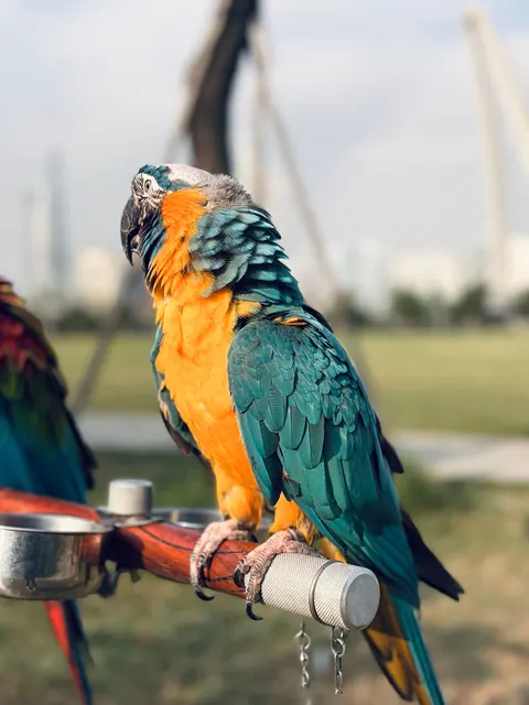 Parrot Phone Wallpaper · pets · 1440×1920