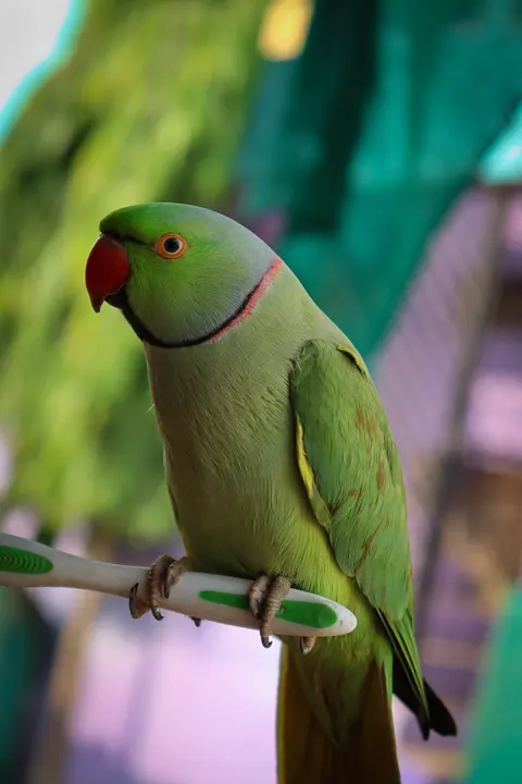Parrot Phone Wallpaper · pets · 1440×2160