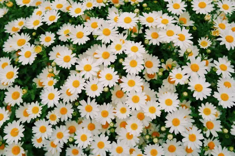 डेज़ी का खेत 4K वॉलपेपर · flowers · 3840×2556