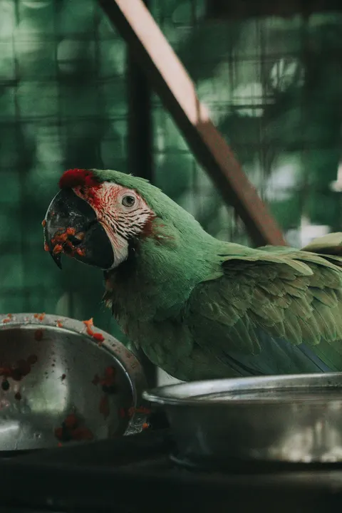 Parrot Phone Wallpaper · pets · 1440×2160