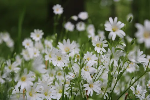 Wallpaper Ladang Bunga Aster 4K · flowers · 3840×2560
